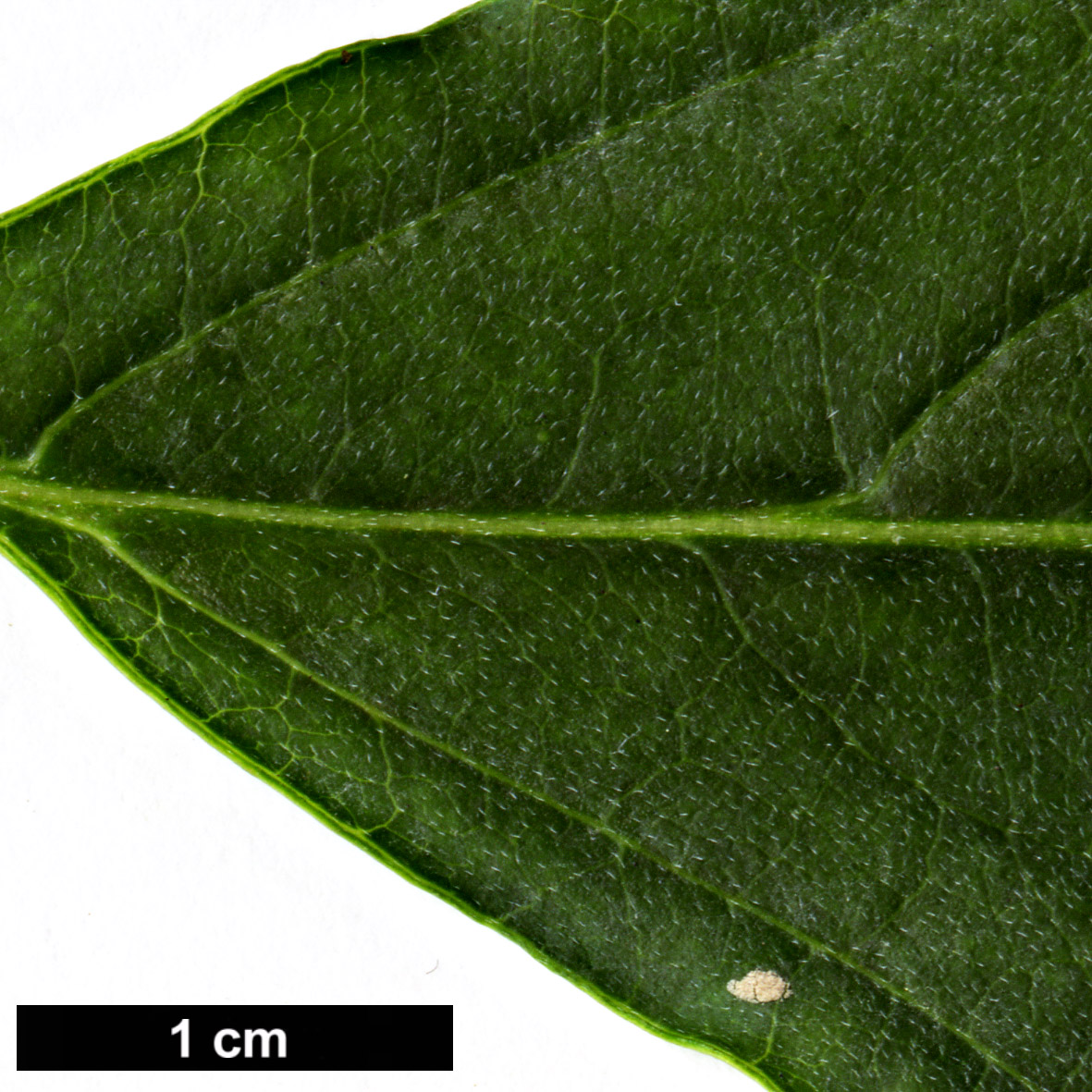 High resolution image: Family: Cornaceae - Genus: Cornus - Taxon: florida - SpeciesSub: var. urbiniana